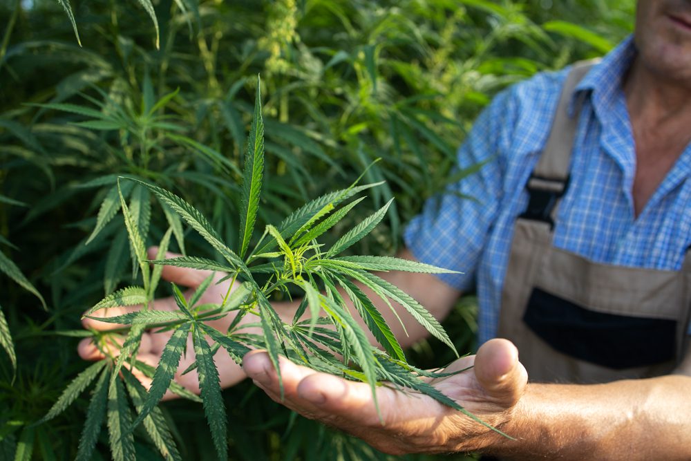 Guide to Buying Weed Online