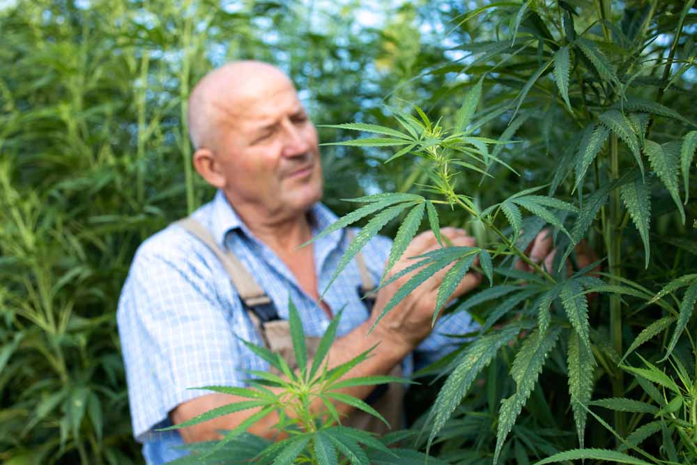 Guide for Cannabis Consumers