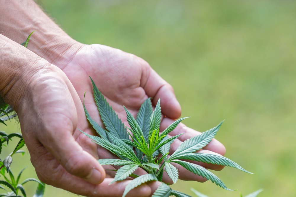 Difference between cannabis and marijuana