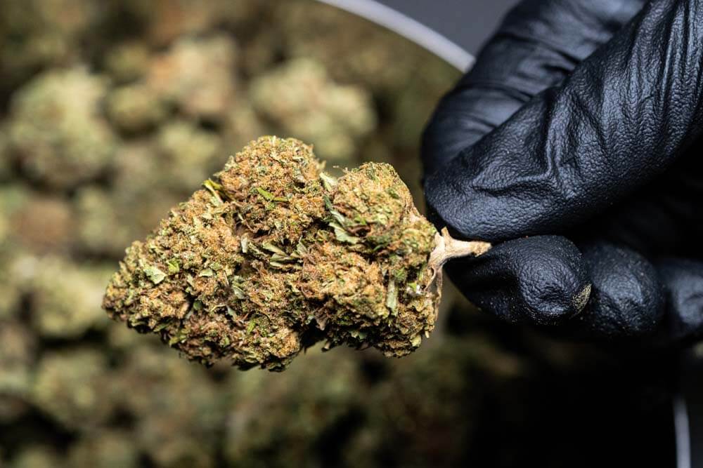 different forms of cannabis