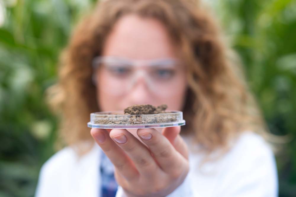 The Rise of Weed Concentrates