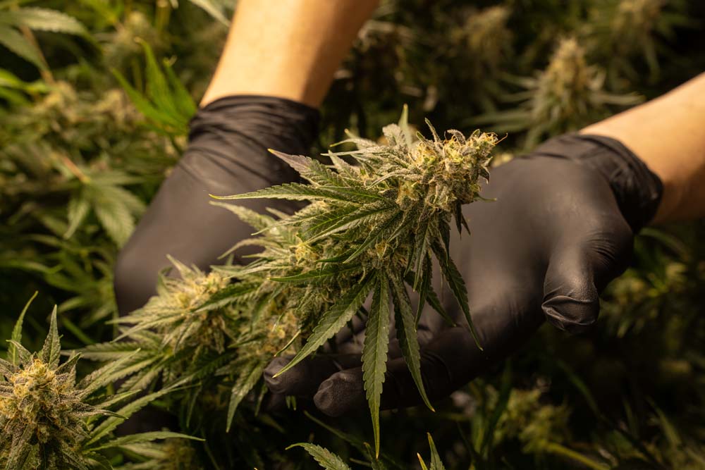 An Introduction to THC Products