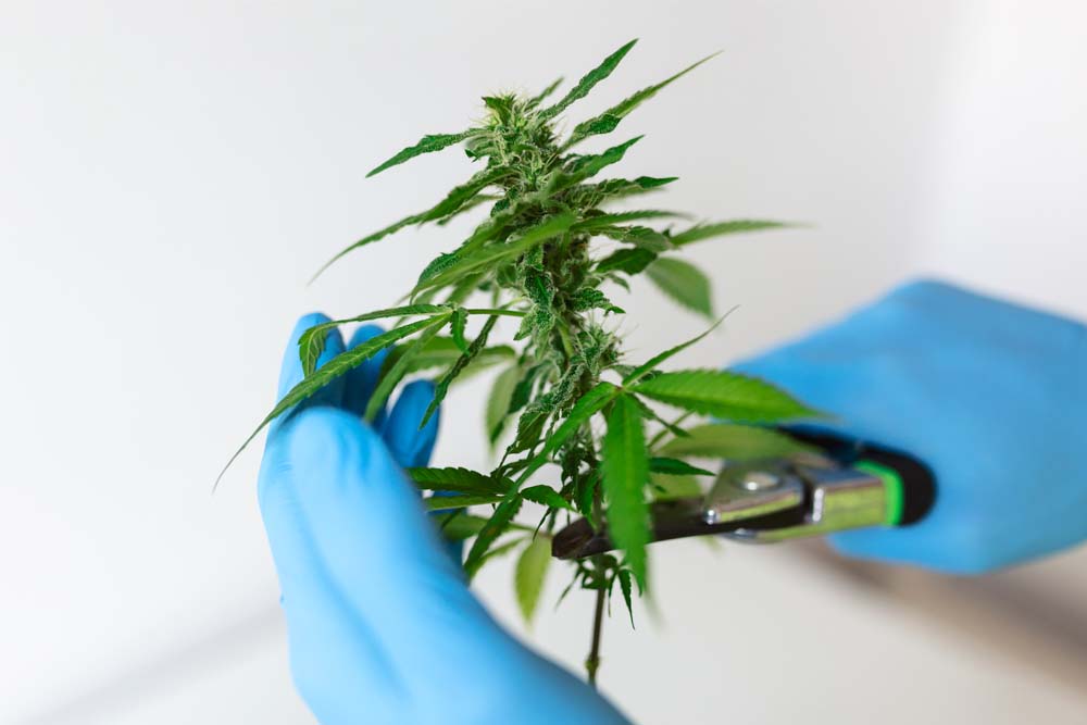 Different Strains of Weed