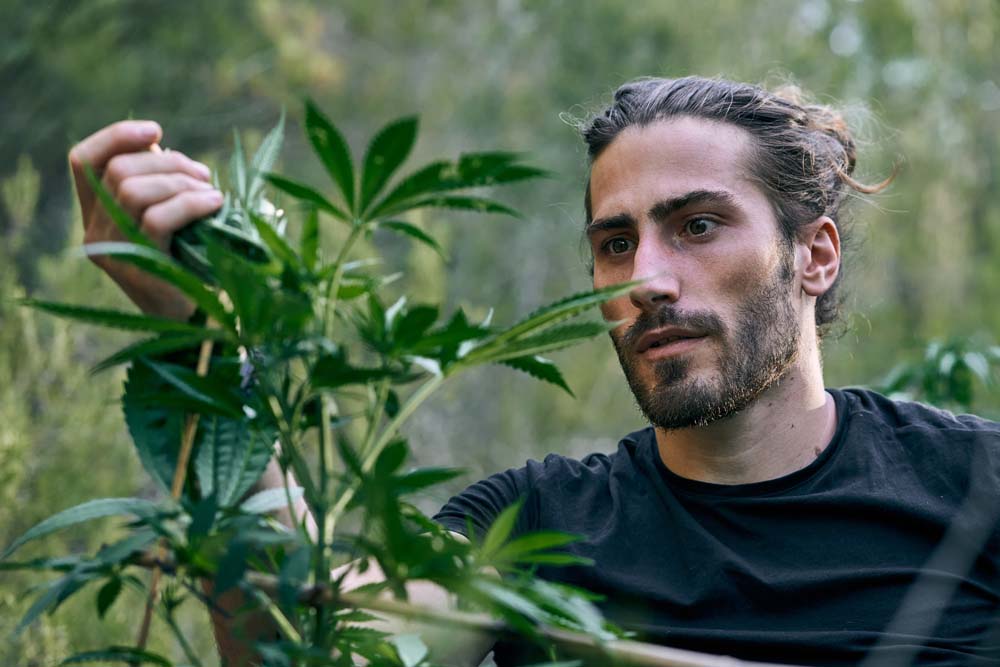 How Hybrid Strains Revolutionized Cannabis