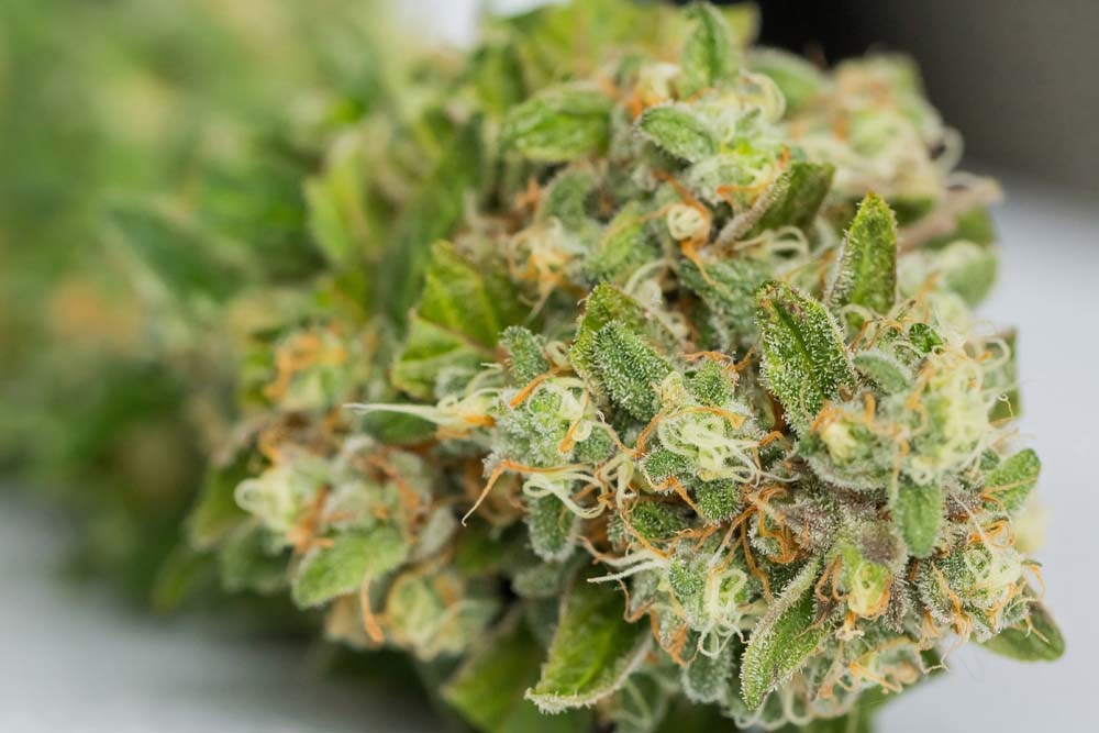 The Top Sativa Strains for an Energizing Experience