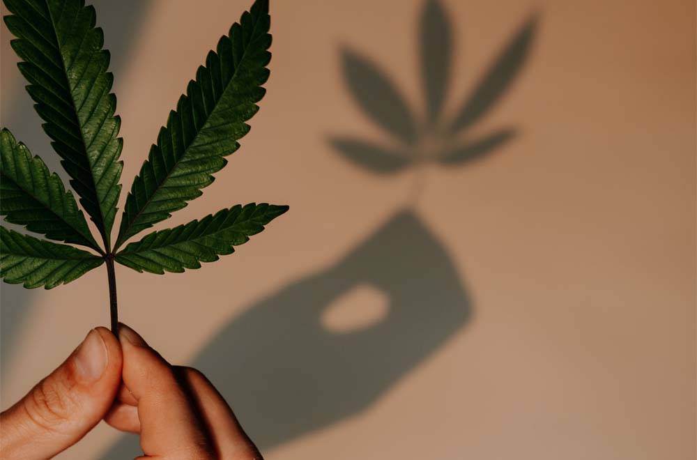 Sativa Strains You Need to Try