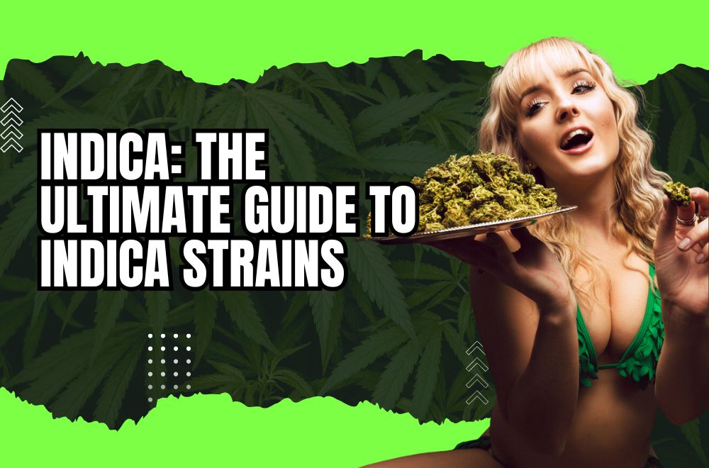 Indica: The Ultimate Guide to Indica