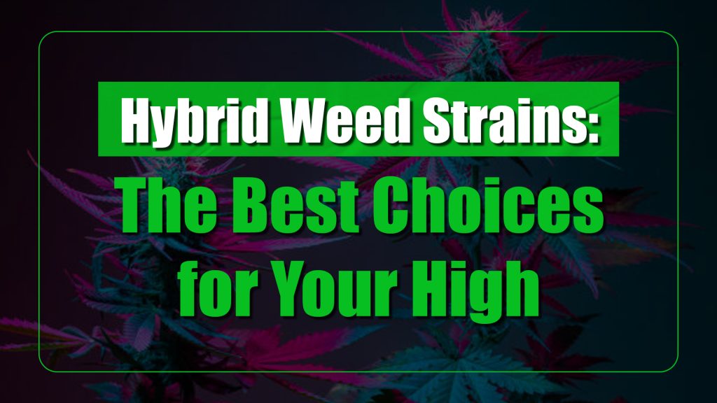 Hybrid Weed Strains: The Best Choices for Your High