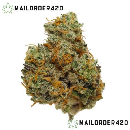 Horchata Strain - Private Reserve